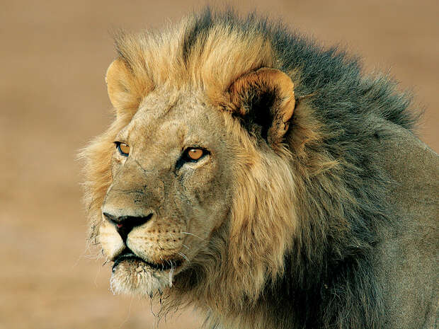 Lion, Botswana
